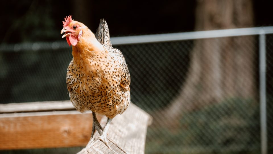 Langkah Bergabung ke Situs Judi Sabung Ayam Terbaik