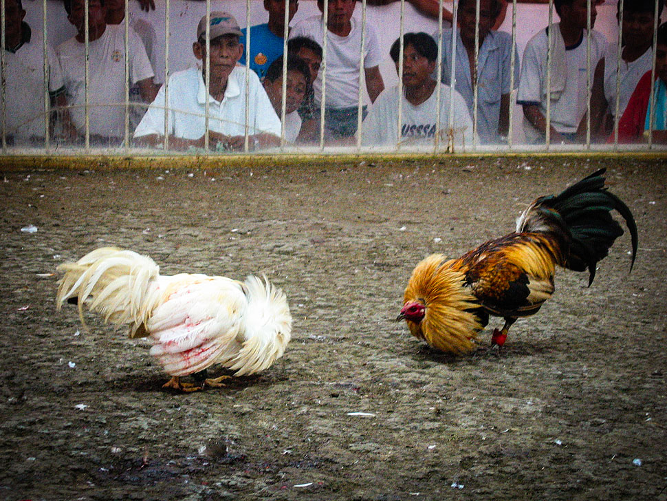 Memilih situs judi sabung ayam S128